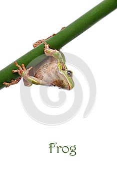 Green Tree Frog