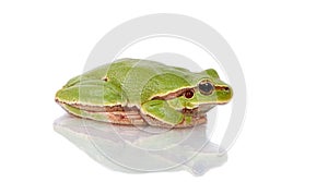 Green Tree Frog