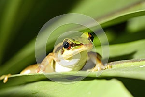 Green tree frog