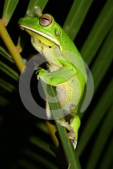 Green Tree frog