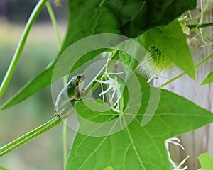 Green Tree Frog