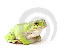 Green tree frog