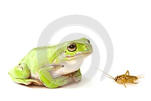 Green tree frog