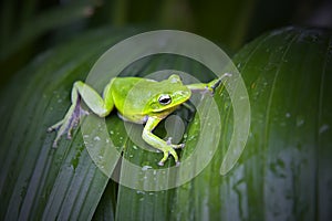 Green tree frog photo