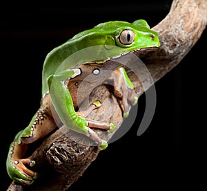 Green tree frog amazon rain forest