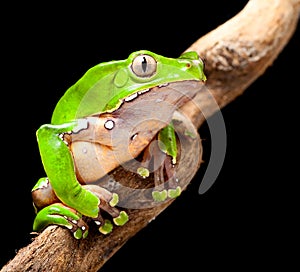 Green tree frog amazon rain forest