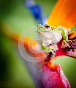 Green tree frog on bird of paradise flower