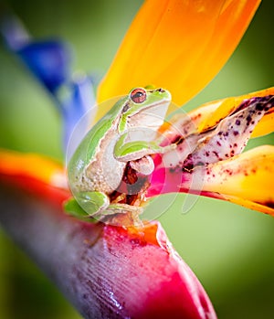 Green tree frog on bird of paradise flower 4