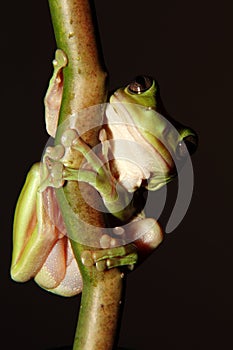 Green Tree Frog on branch