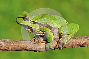 Green tree frog on branch