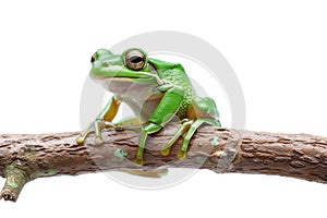 green tree frog on a branch isolated on white background