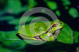 Green tree frog on burdock leaf