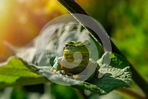 Green tree frog on burdock leaf, front view