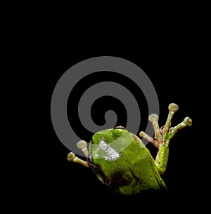 Green tree frog climbing upwards