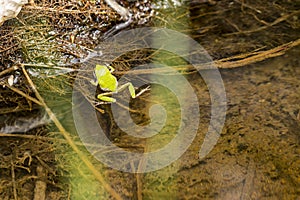 Green tree frog clinging to the edge of a brown slimy pond