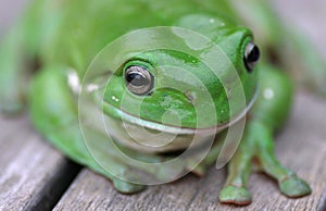 Green Tree Frog Close Up