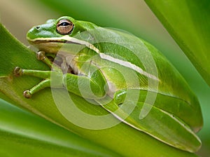 Green Tree Frog Close-Up