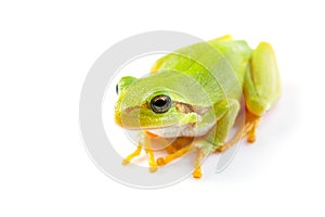 Green tree frog close up