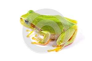 Green tree frog close up