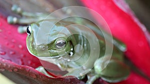 Green tree frog close up on a red leaf
