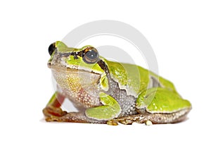 Green tree frog close up on white