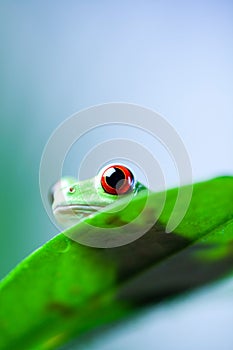 Green tree frog on colorful background