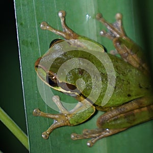 Green tree frog in Costa Rica