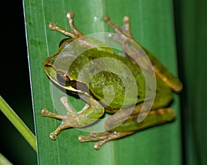 Green tree frog in Costa Rica