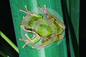 Green tree frog in Costa Rica