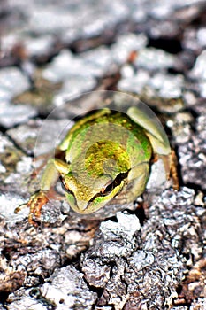 Green Tree Frog on Evergreen Bark