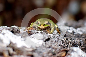 Green Tree Frog on Evergreen Bark