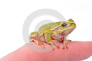 Green tree frog on the finger