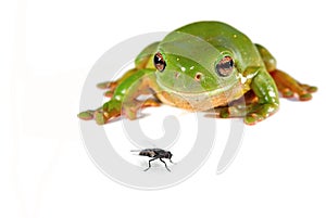 Green tree frog and a fly