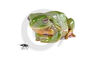 Green tree frog and a fly