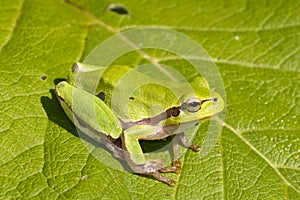 Green Tree Frog on a green leaf / Hyla ar