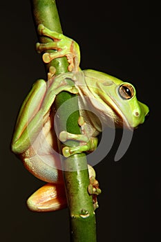 Green Tree Frog hanging from branch