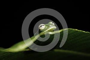 Green tree frog hiding leaf in amazon rainforest