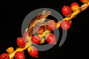 A green tree frog is hunting for prey on a bush.