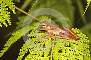 A green tree frog is hunting for prey on lush fern leaves.