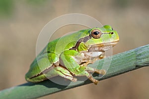 Green Tree Frog (Hyla arborea)