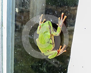 Green tree frog (Hyla arborea)