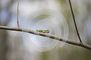 The green tree frog - Hyla arborea - sits on a tree branch by a pond in its natural habitat