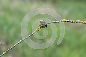 The green tree frog - Hyla arborea - sits on a tree branch by a pond in its natural habitat