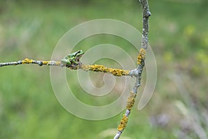 The green tree frog - Hyla arborea - sits on a tree branch by a pond in its natural habitat