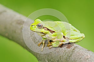 Green Tree frog, Hyla arborea, sitting on grass straw with clear green background. Nice green amphibian in nature habitat. Wild Eu