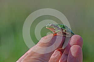 Green tree frog (Hylea orientalis) on the finger