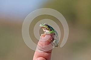 Green tree frog (Hylea orientalis) on the finger