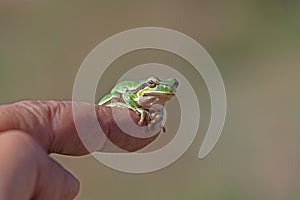 Green tree frog (Hylea orientalis) on the finger