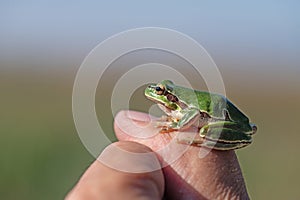 Green tree frog (Hylea orientalis) on the finger