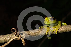 green tree frog isolated black copy space treefrog